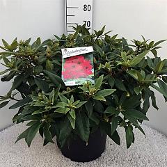 Rhododendron 'Marie Forte'