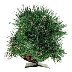 Pinus mugo 'Heideperle'