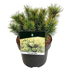 Pinus mugo 'Ophir'