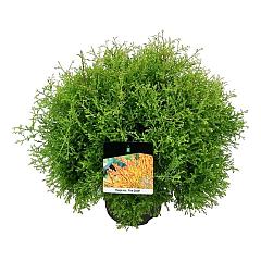 Thuja occ. 'Fire Chief'