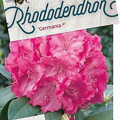 Rhododendron 'Germania'