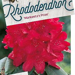 Rhododendron 'Markeeta's Prize'