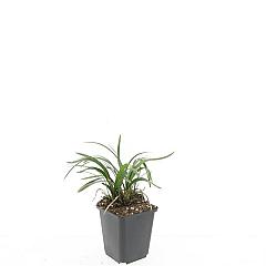 Liriope muscari 'Monroe White'