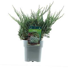 Juniperus hor. 'Blue Chip'