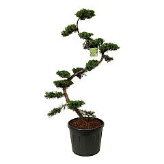 Juniperus pf. 'Pfitzeriana Aurea'