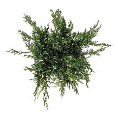 Juniperus pf. 'White Splash'