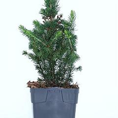 Picea glauca 'Daisy's White'