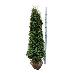 Thuja occ. 'Pyramidalis Compacta'