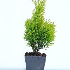 Thuja pl. '4ever Goldy'(R)