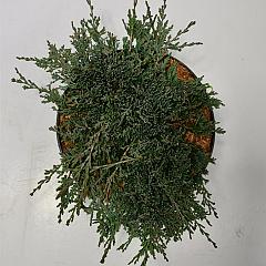 Juniperus hor. 'Icee Blue'