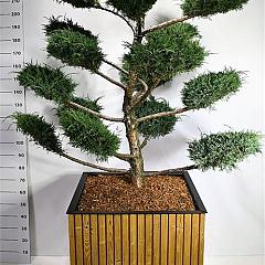 Juniperus med. 'Hetzii'