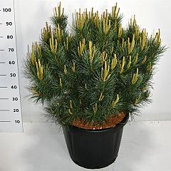 Pinus sylvestris 'Watereri'