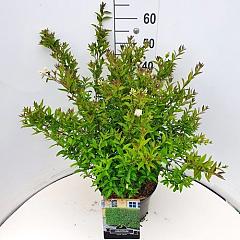 Ligustrum vulg. 'Lodense'