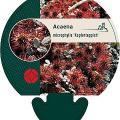 Acaena microphylla 'Kupferteppich'