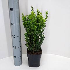 Buxus sempervirens