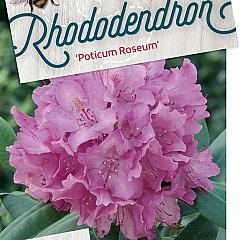 Rhododendron pont. 'Roseum'