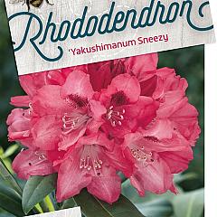 Rhododendron (Y) 'Sneezy'