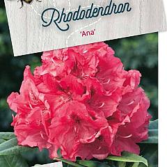 Rhododendron 'Ana'