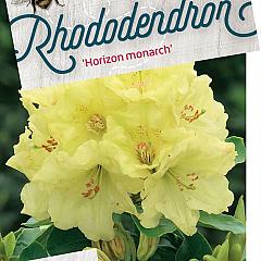 Rhododendron 'Horizon Monarch'