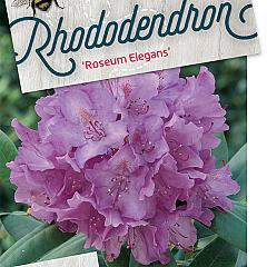 Rhododendron 'Roseum Elegans'