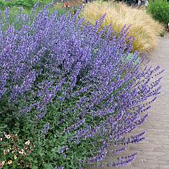 Nepeta 'Walker's Low'