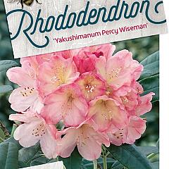 Rhododendron (Y) 'Percy Wiseman'