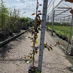 Fagus syl. 'Riversii'