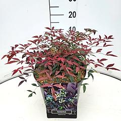 Nandina domestica 'Flirt'