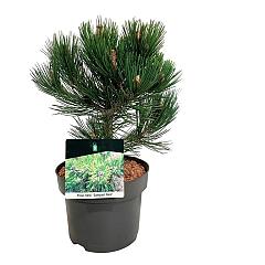 Pinus heldreichii 'Compact Gem'