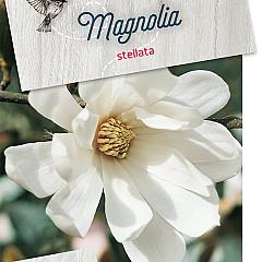 Magnolia stellata