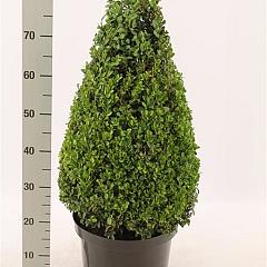 Buxus sempervirens