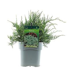 Juniperus virg. 'Grey Owl'