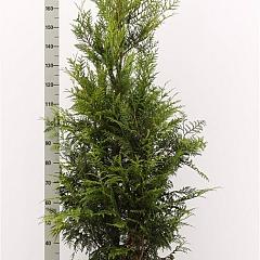 Thuja pl. 'Martin'