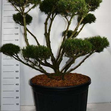 Pinus mugo 'Mops'