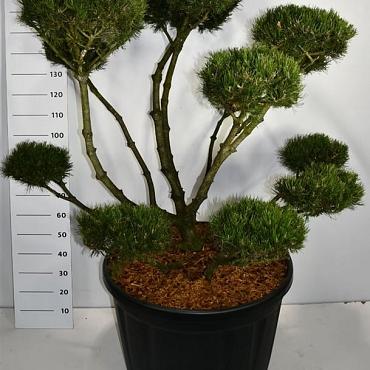 Pinus mugo 'Mops'