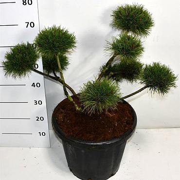 Pinus mugo mugo