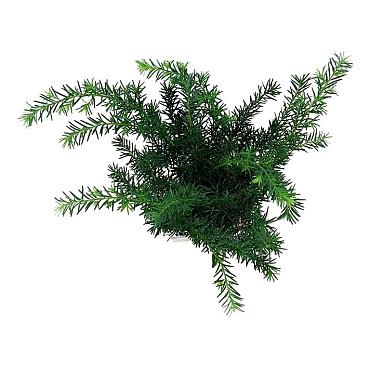 Taxus media 'Farmen'