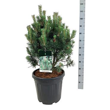 Pinus mugo 'Columnaris'