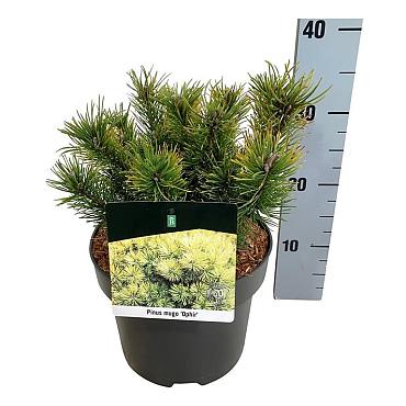 Pinus mugo 'Ophir'