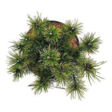 Pinus mugo 'Ophir'