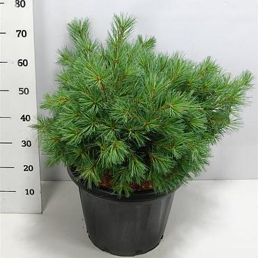 Pinus strobus 'Minima'