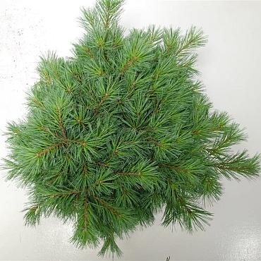 Pinus strobus 'Minima'