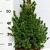 Picea glauca 'Conica'