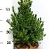 Picea glauca 'Conica'