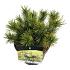 Pinus mugo 'Ophir'